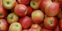 Phot of apples