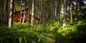 Forest Holidays | Visit Nottinghamshire