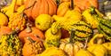 Nottinghamshire ‘Pick Your Own’ Pumpkins | Southwell
Credit David Allen