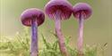 A row of three pink mushrooms on a mound of moss