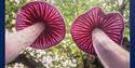 Looking up at two pink mushrooms from below