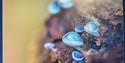 A tree trunk with blue fungi