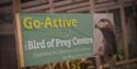 Go Active Falconry

