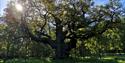 Major Oak by Lucy Hodson