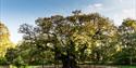 The Major Oak in Sherwood Forest | Visit Nottinghamshire