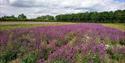 Naturescape Wildflower Farm