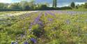 Naturescape Wildflower Farm