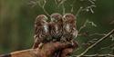 Go Active Falconry

