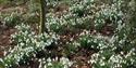 Snowdrops Holme Pierrepont Hall Nottinghamshire