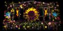 A projection with flowers and dancers on the Nottingham Council House