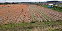 Nottinghamshire ‘Pick Your Own’ Pumpkins | Southwell