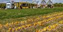 Nottinghamshire ‘Pick Your Own’ Pumpkins | Southwell
Credit David Allen