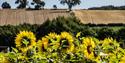 Nottinghamshire ‘Pick Your Own’ Pumpkins | Southwell
Credit - David Allen