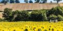 Nottinghamshire ‘Pick Your Own’ Pumpkins | Southwell
Credit - David Allen