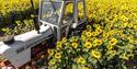 Nottinghamshire ‘Pick Your Own’ Pumpkins | Southwell
Credit David Allen