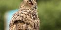 Go Active Falconry
