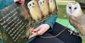 Go Active Falconry
