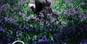 Film poster for Bright Star with a woman sitting and reading a letter in a meadow