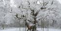 The Major Oak in Sherwood Forest | Visit Nottinghamshire