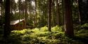 Forest Holidays | Visit Nottinghamshire