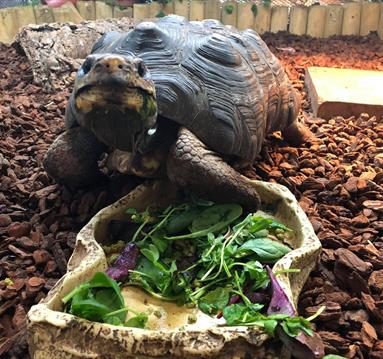 Stonebridge City Farm
