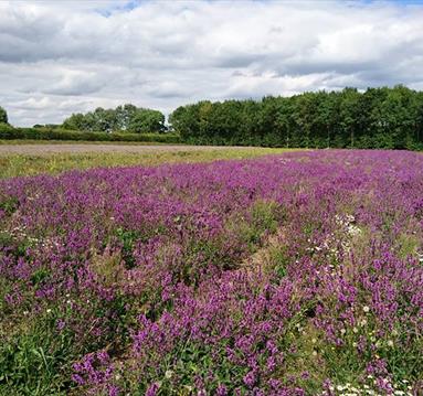 Naturescape Wildflower Farm