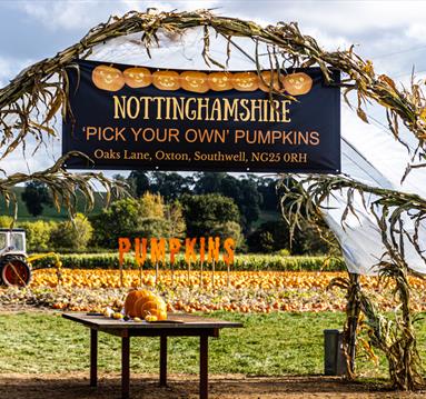 Nottinghamshire ‘Pick Your Own’ Pumpkins | Southwell
Credit David Allen