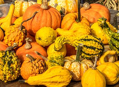 Nottinghamshire ‘Pick Your Own’ Pumpkins | Southwell
Credit David Allen