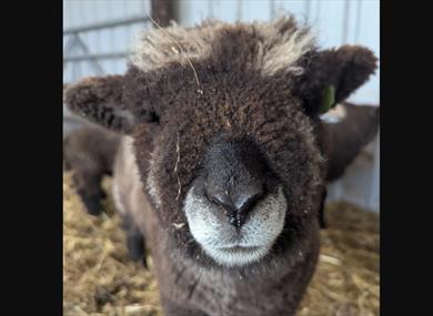 What's on at Stonebridge City Farm this Half Term