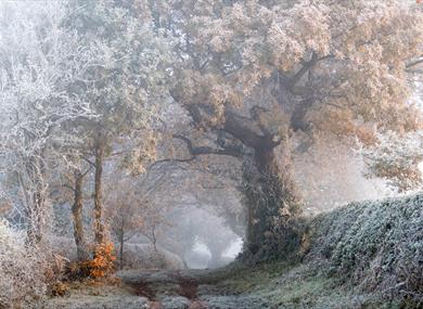 A frosty woodland scene