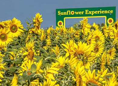 Sunflower Experience
