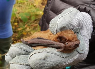 A Small bat being held gently in a glove.