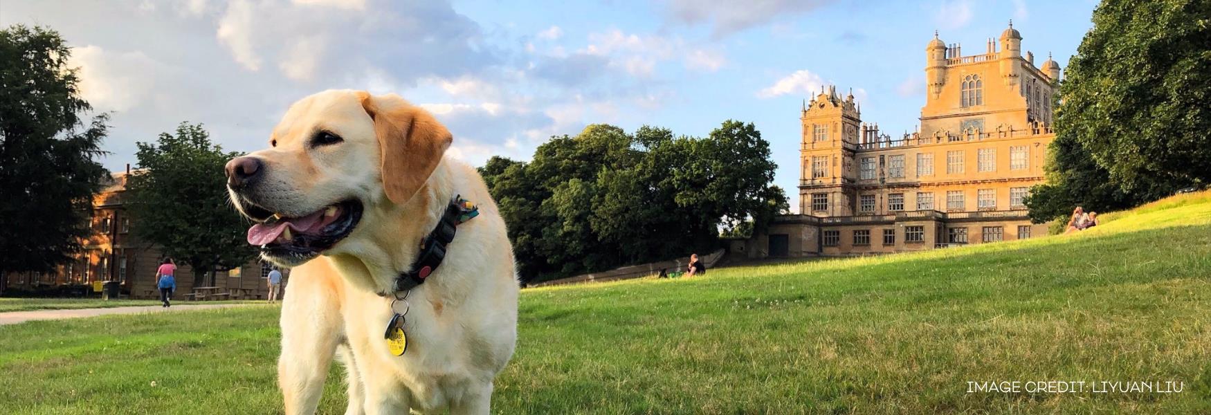 places to visit in nottinghamshire with a dog