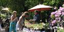 Summer Plant Hunters' Fair at Thoresby Park
