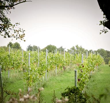 Hanwell Wine Estate | Visit Nottinghamshire 