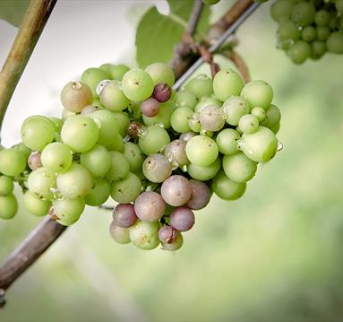 Hanwell Wine Estate - Vineyard Experiences