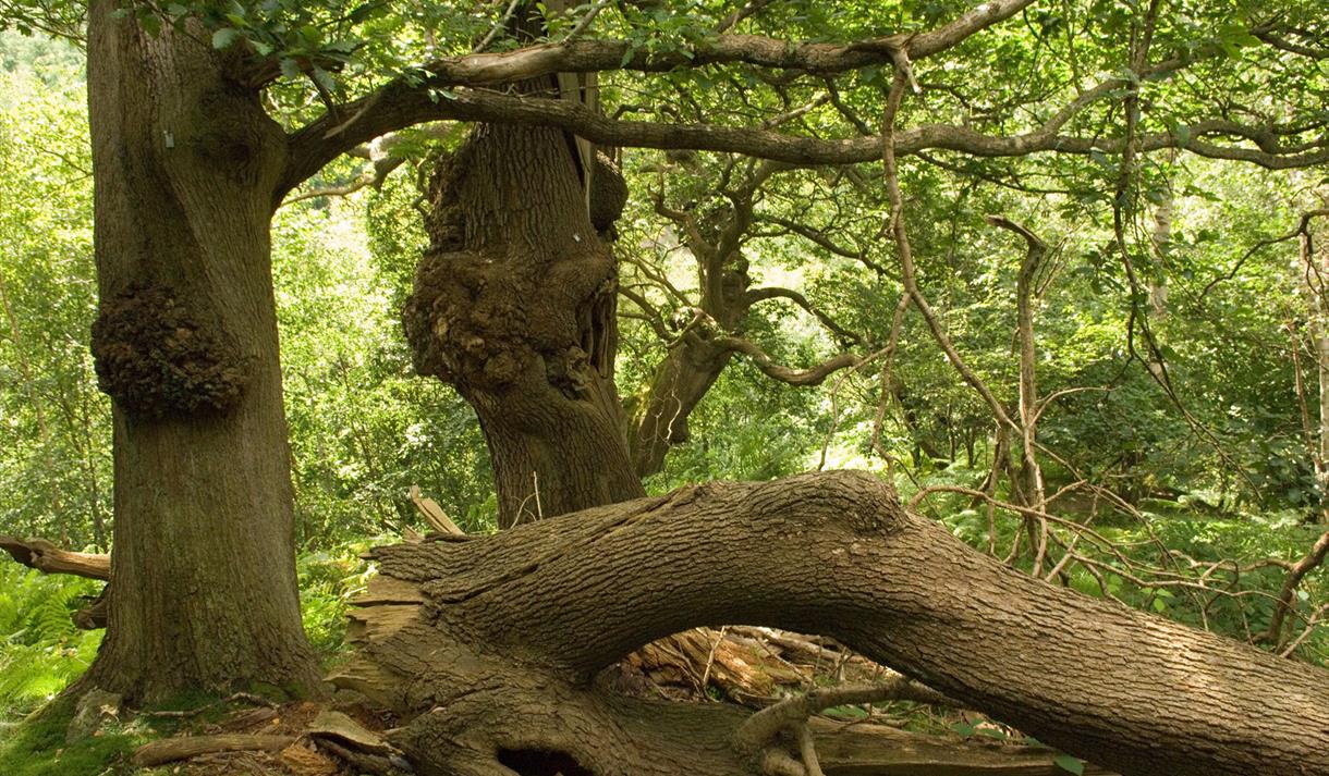 Understanding Ancient Trees