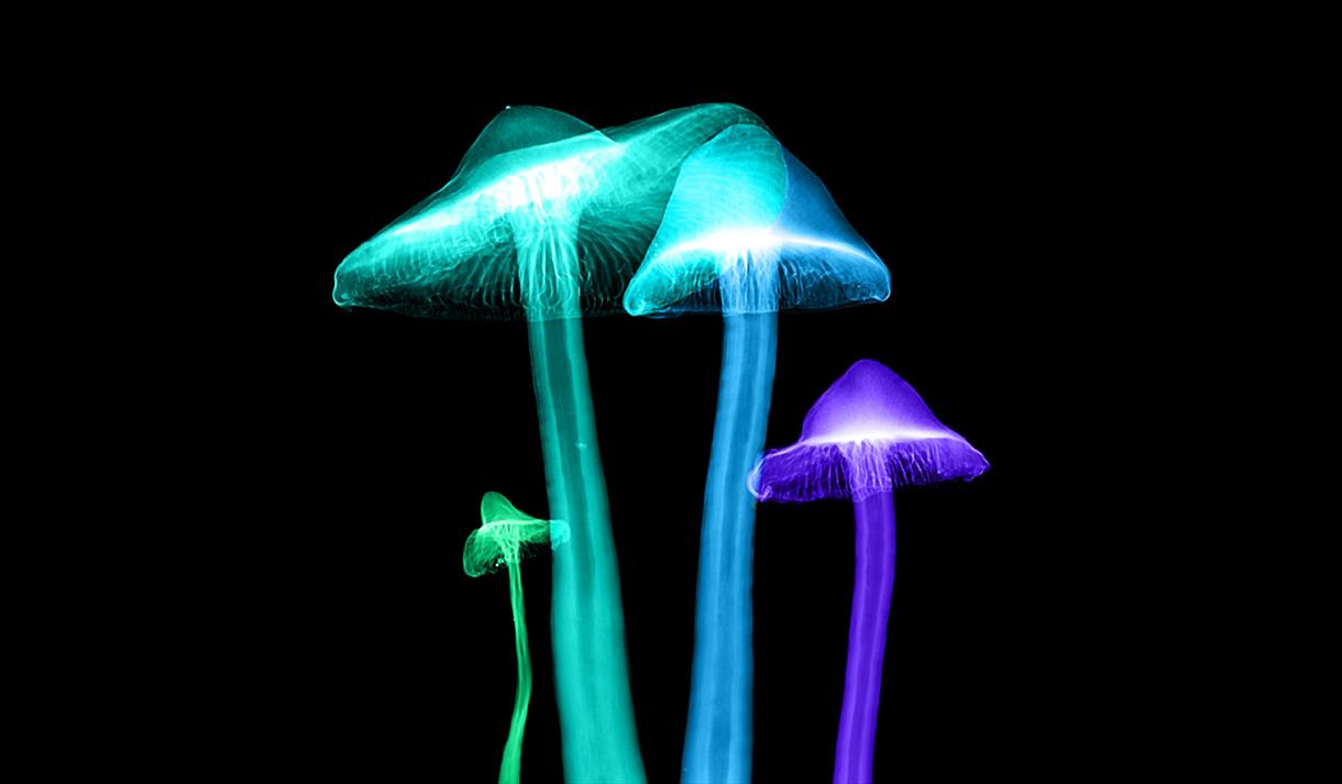Light up Mushroom workshop