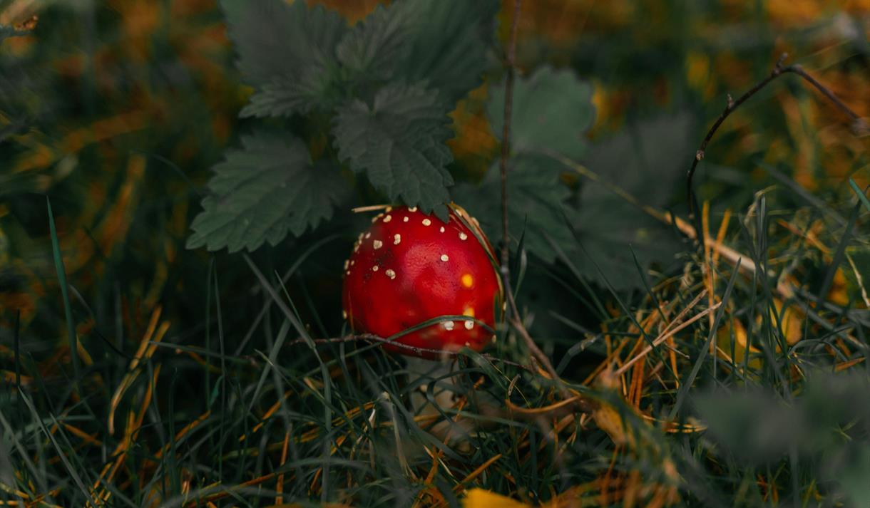 Red death cap mushroom