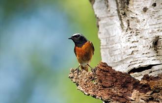 Photo of a redstart standing on a tree branch.