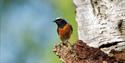 Photo of a redstart standing on a tree branch.