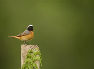 Common Redstart perched on wooden post