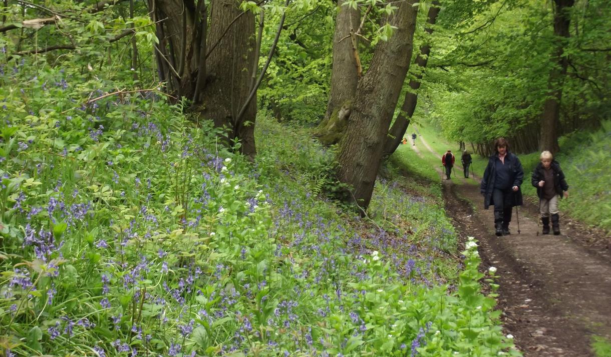 Bluebell Heritage and Nature Walk