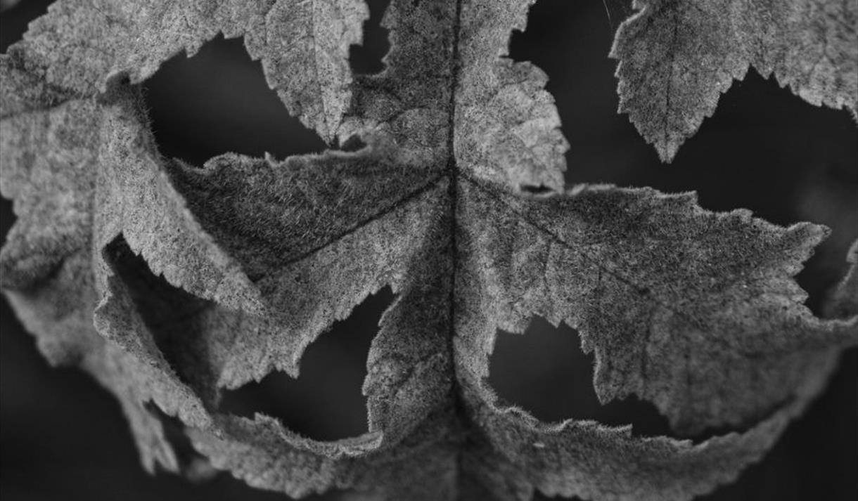 Black and white photo of a leaf for decorative purposes.