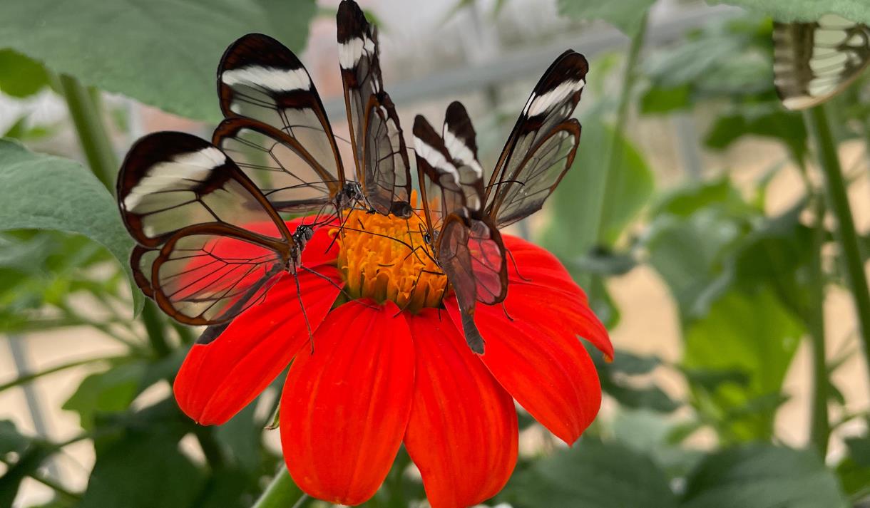 Tropical Butterfly House: 30th Birthday Celebrations!