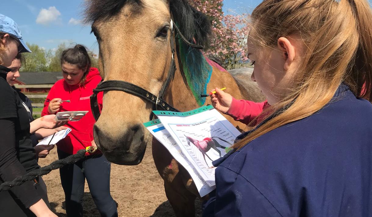 Exploring Equine Science for 15 - 17 Year Olds - NTU Short Courses