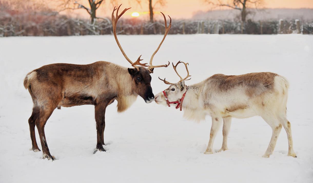 See Santa’s Reindeer at the National Ice Centre
