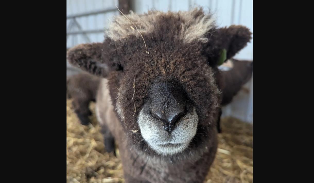 What's on at Stonebridge City Farm this Half Term What's on at Stonebridge City Farm this Half Term