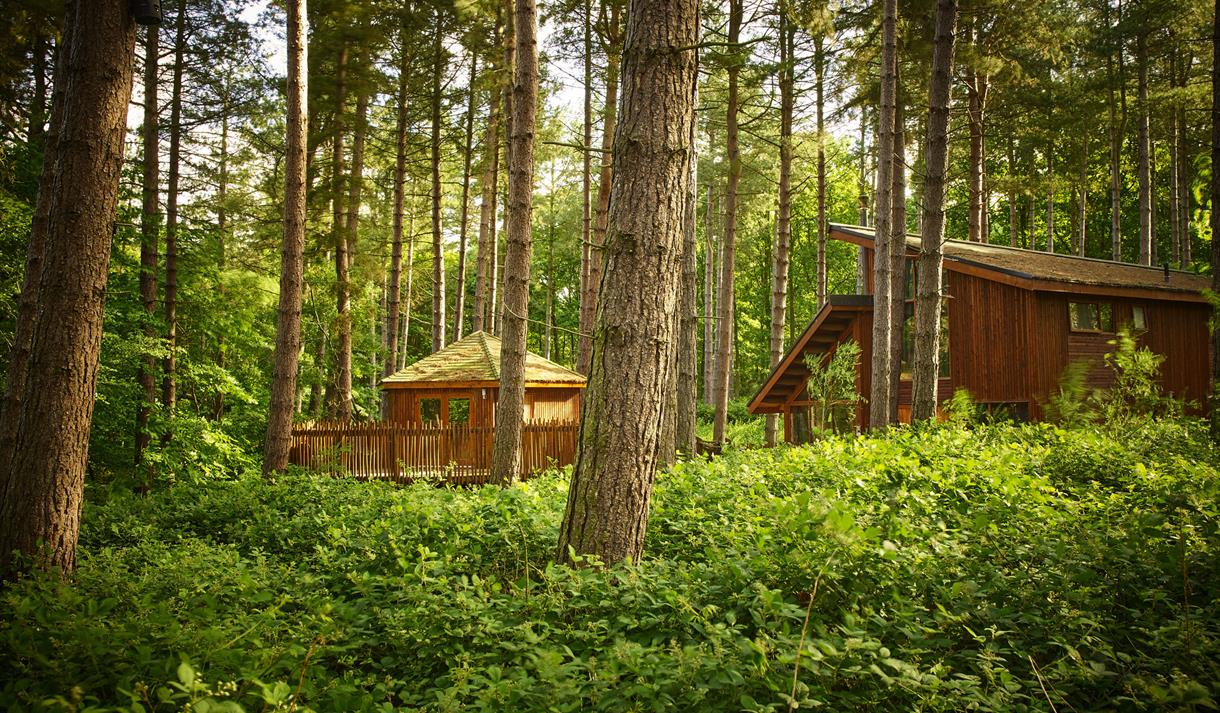 Forest Holidays | Visit Nottinghamshire