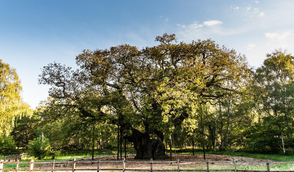 The Major Oak in Sherwood Forest | Visit Nottinghamshire